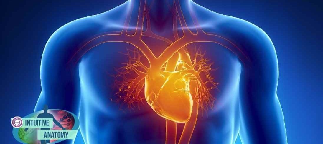 σεμινάριο theta healing διαισθητική ανατομία