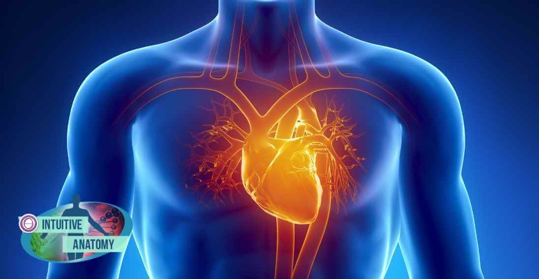 σεμινάριο theta healing διαισθητική ανατομία
