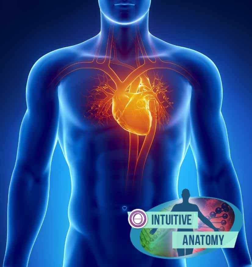 σεμινάριο theta healing διαισθητική ανατομία